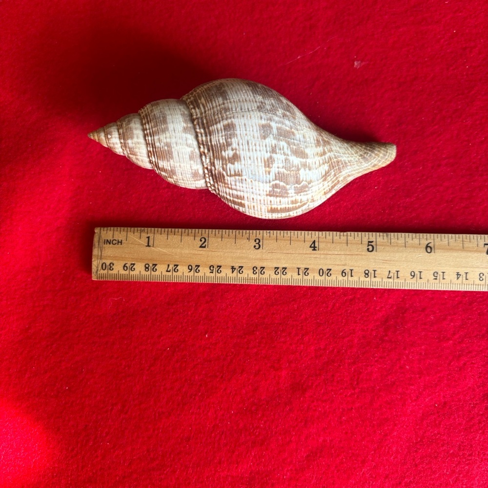 Assorted Seashell Collection - Picture 3 of 16